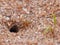 Red Ant Entering Its Burrow