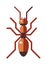 Red ant forest rufa small antenna insect, nature cartoon graphic brown worker flat vector.