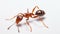 red ant formica rufa on white background. generative ai