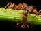 Red Ant herds small green aphids on green plant stem