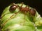 Red Ant herds small green aphids on green plant stem with black