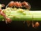 Red Ant herds small green aphids on green plant stem with black