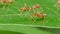 Red ant on leaf in tropical rain forest.