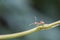 Red ant, macro, hanging on green vine, selective focus.