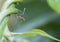 Red ant, macro, hanging on green vine, selective focus.