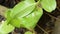 Red ant protect and climbing on nest leaf in garden