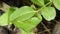 Red ant protect and climbing on nest leaf in garden