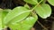 Red ant protect and climbing on nest leaf in garden