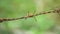 Red ant walking on rusty barbed wired on greenbackground.