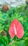 Red anthurium also known as tailflower, flamingo flower and lace
