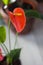 Red anthurium also known as tailflower, flamingo flower and laceleaf. Anthurium andre flower.