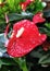 red Anthurium andreanum flowers