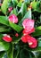 red Anthurium andreanum flowers