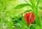 Red anthurium background