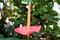 Red anthurium blossom with orange spadix