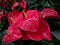 Red anthurium blossoms under bright light