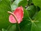 Red Anthurium Boy Flower in Full Bloom