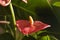 Red anthurium flower
