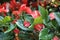 Red anthurium flower in botanic garden