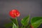 Red anthurium flower on a dark background