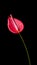 Red anthurium flower isolated on black, closeup