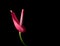 Red anthurium flower isolated on black, closeup