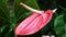 Red Anthurium Flower Swaying Gently In Breeze