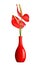 Red Anthurium flower in vase