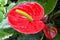 Red Anthurium flowering plant