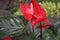 Red Anthurium Flowering Plant, Tailflower, Flamingo Flower, Laceleaf