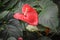 Red Anthurium Flowering Plant, Tailflower, Flamingo Flower, Laceleaf