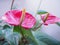 Red anthurium flowers on a white background