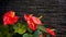 Red anthurium flowes