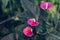 Red anthurium flowes tailflower, flamingo flower, laceleaf in flower shop