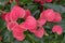 Red anthurium flowes tropical background. Several flowers of Anthurium Spice shot