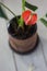 Red anthurium known as tailflower, flamingo flower and laceleaf. Anthurium andre in brown clay pot.