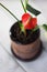 Red anthurium known as tailflower, flamingo flower and laceleaf. Anthurium andre in brown clay pot.