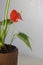 Red anthurium known as tailflower, flamingo flower and laceleaf. Anthurium andre in brown clay pot.