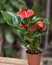 Red Anthurium Laceleaf flower