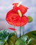 Red Anthurium Laceleaf flower