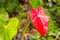 Red Anthurium Laceleaf flower