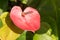 Red Anthurium Laceleaf flower