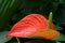 Red Anthurium Plant Against Foliage