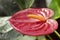 Red anthurium plant detail