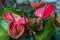 A red Anthurium plant in Maui, Hawaii