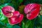 A red Anthurium plant in Maui, Hawaii