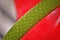 Red Anthurium spadix details