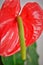 Red Anthurium spadix details