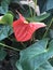 Red anthurium in sri lankan garden