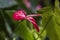 Red Anthurium with surrounding green leaves and nice bokeh